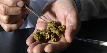 Trump Pleads for Cannabis Rescheduling