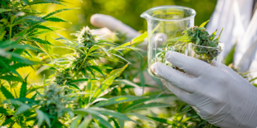 The DEA Will Now Be Accepting Applications From Medical Marijuana Businesses For New Rescheduling Protections