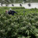 Virginia Gov Spoke With Other Legalized States About Cannabis Bill Amendments