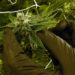Cannabis Use in Congress: A Growing Reality Behind Closed Doors