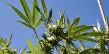Only One Florida Candidate for Governor wants to legalize marijuana