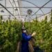 Legal Cannabis Industry Faces First-Ever Job Loss Amid Market Challenges