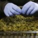 North Carolina Moves to Set Minimum Age for Hemp and Kratom Sales