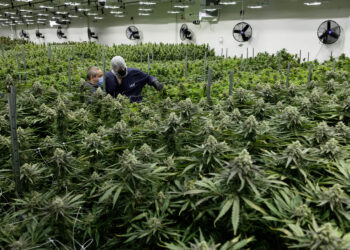 Virginia’s Legal Weed Era Nears: What the DMV Region Should Expect by 2026