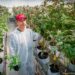 Massachusetts Faces Cannabis Legalization Repeal Battle Ahead of November Ballot
