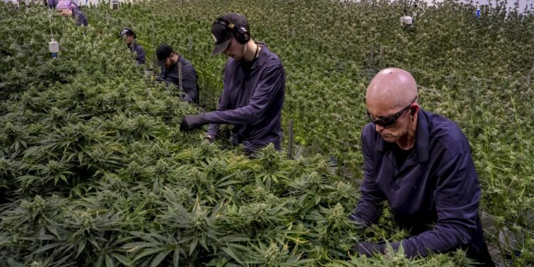 Harrison Township, Michigan-July 30, 2024- Workers pluck leaves from cannabis plants during the defoliating process at Pleasantrees Cultivation Facility in Harrison Township, Mich. on July 30, 2024. (Nic Antaya / For the Times)