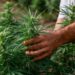 Texas banned hemp with THC and people are not happy