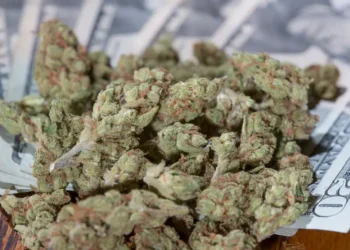 Up in Smoke: The $31.8 Million Marijuana Tax Dispute and Its Ripple Effects