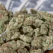 Up in Smoke: The $31.8 Million Marijuana Tax Dispute and Its Ripple Effects