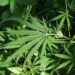 Trump delays Hemp THC Ban