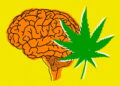 0210RRMarijuanaBrainHealth_SC